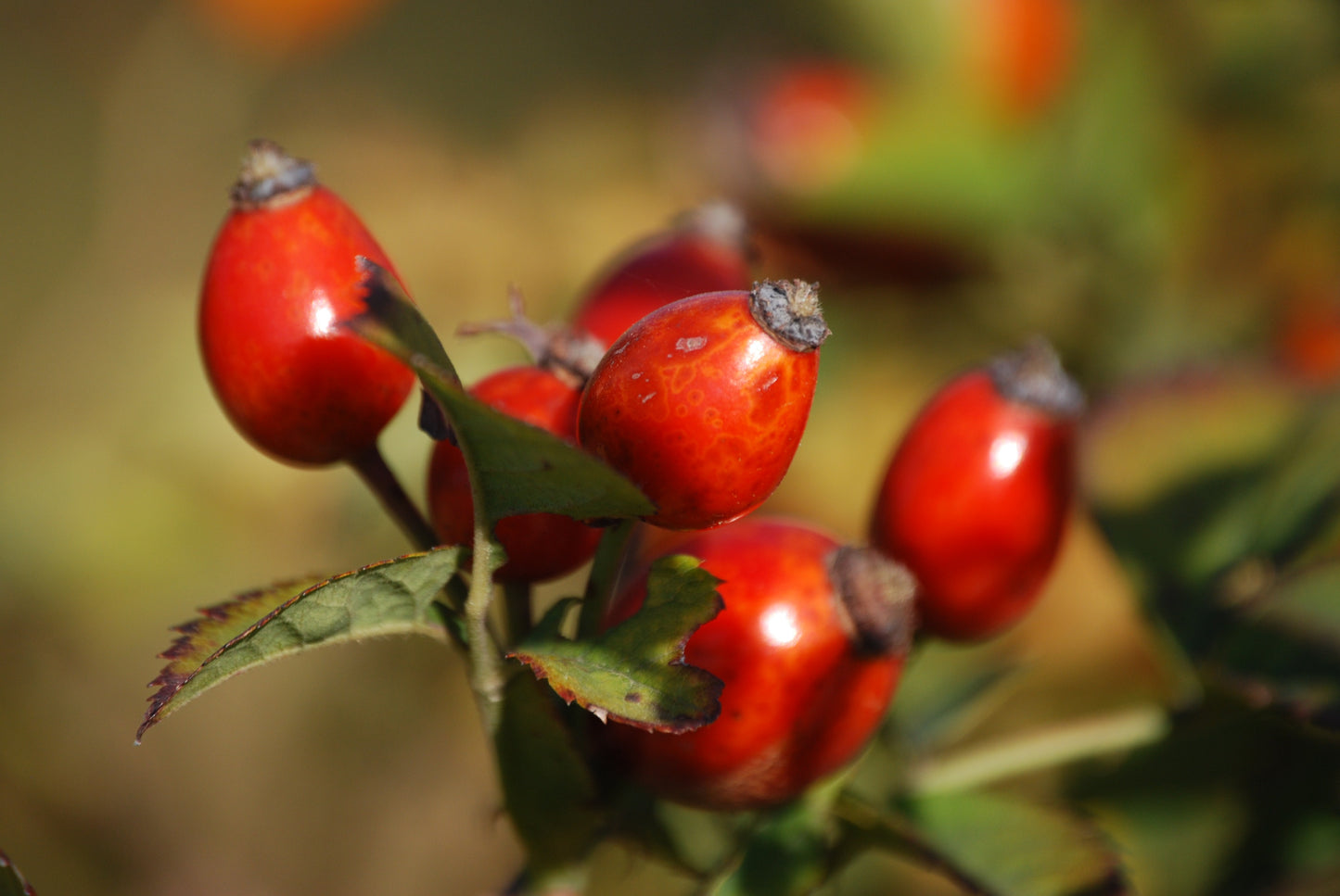 Rosehip Seed Oil 2 oz (Rosa Canina)